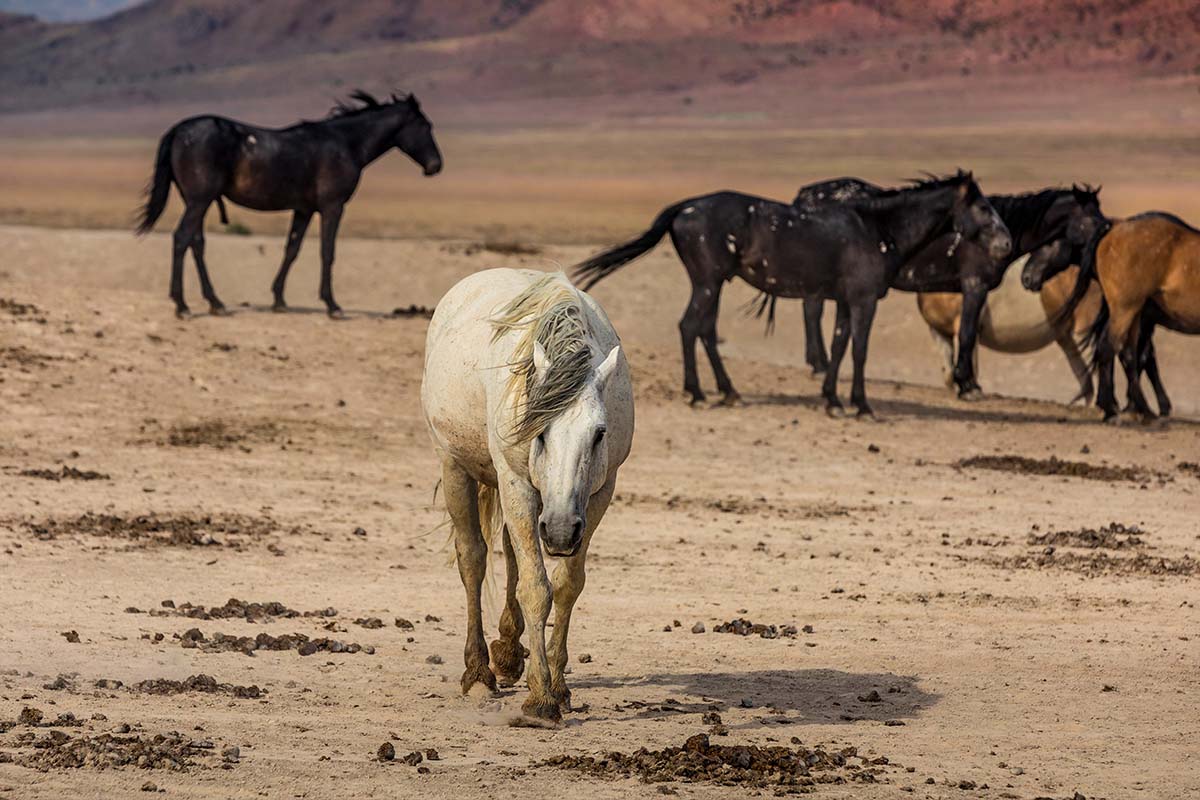 Wild mustang photograph 1