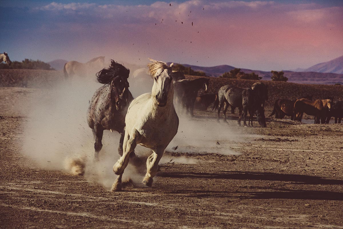 Wild mustang photograph 2