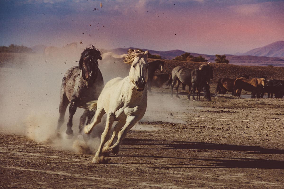 Wild mustang photograph 3
