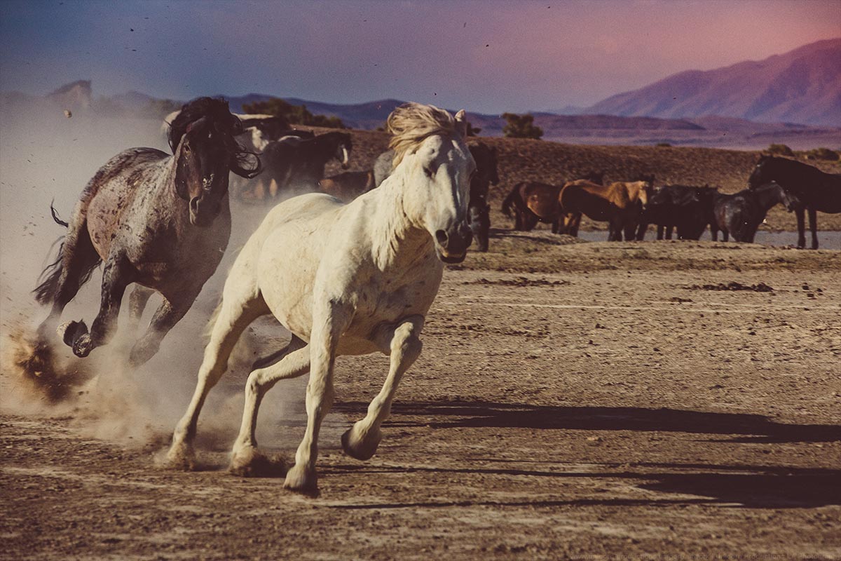 Wild mustang photograph 4