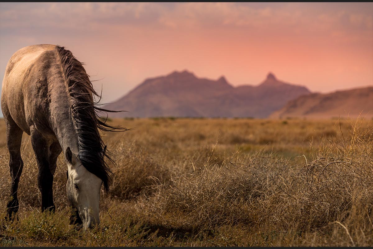 Wild mustang photograph 5