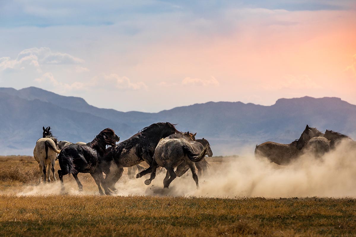 Wild mustang photograph 6