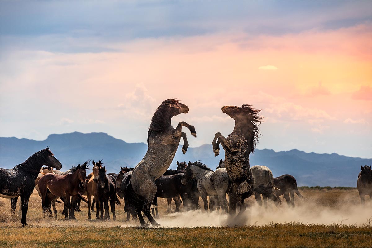 Wild mustang photograph 7