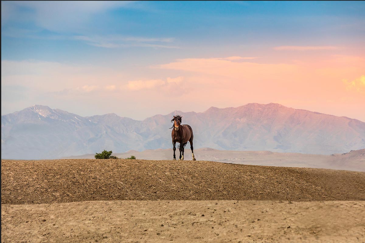 Wild mustang photograph 8