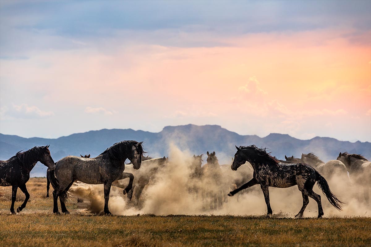 Wild mustang photograph 9