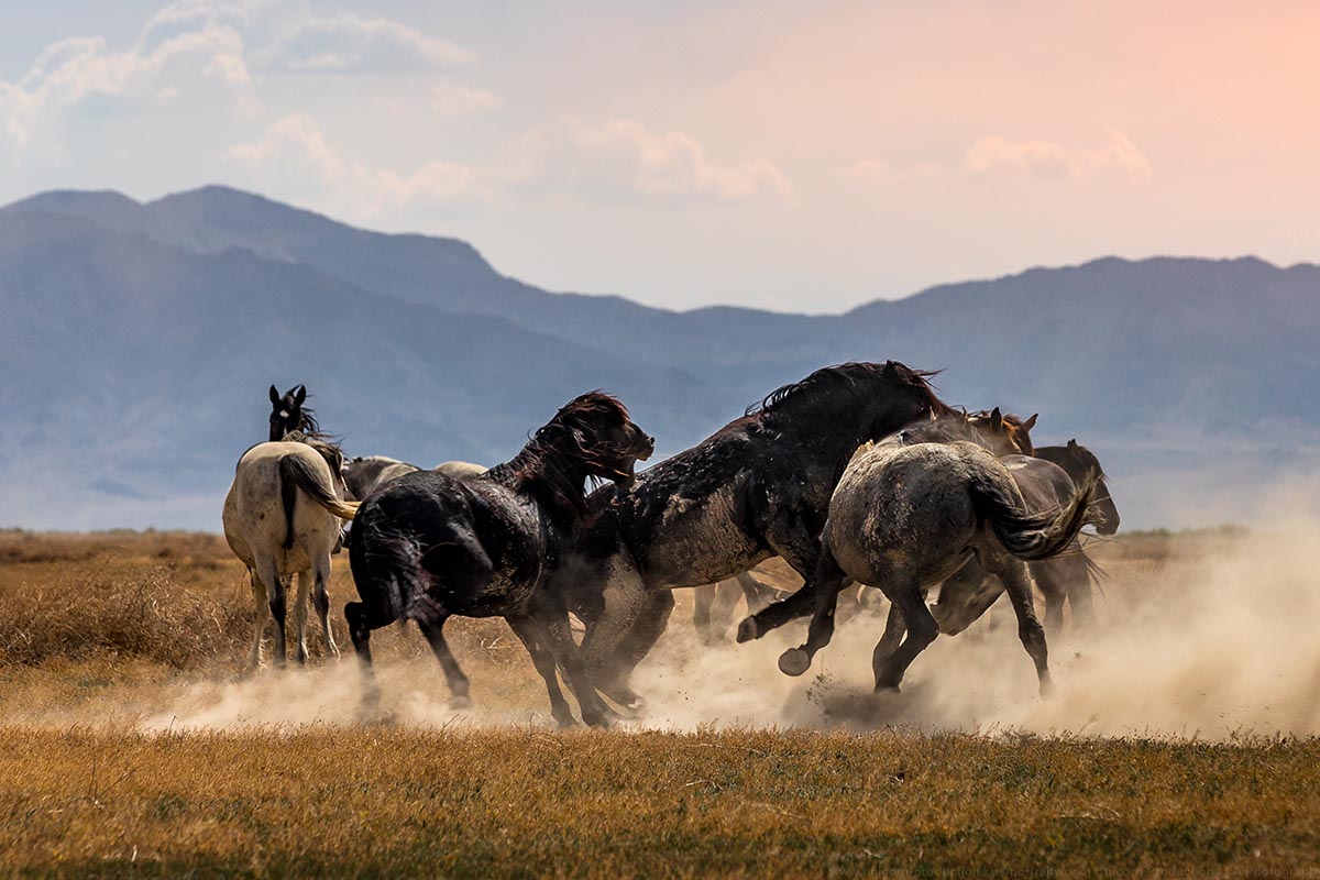 Wild mustang photograph 10