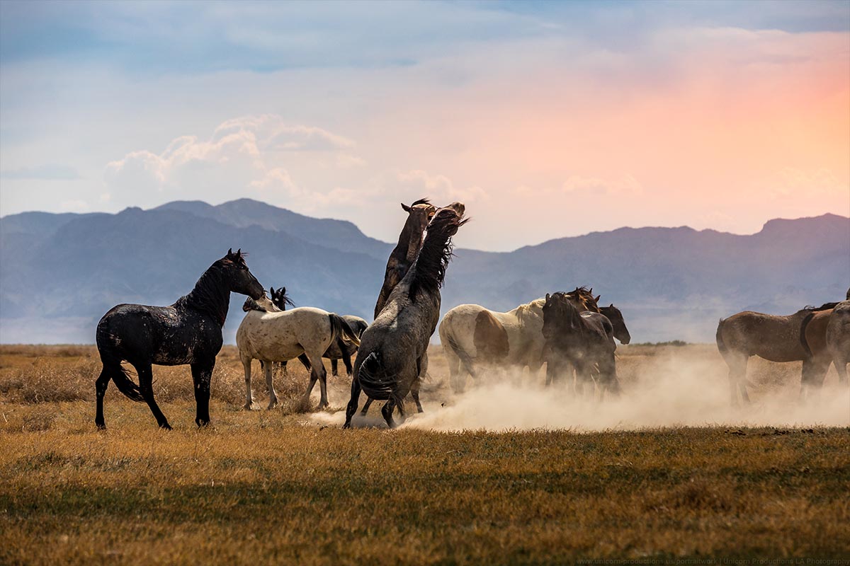 Wild mustang photograph 11