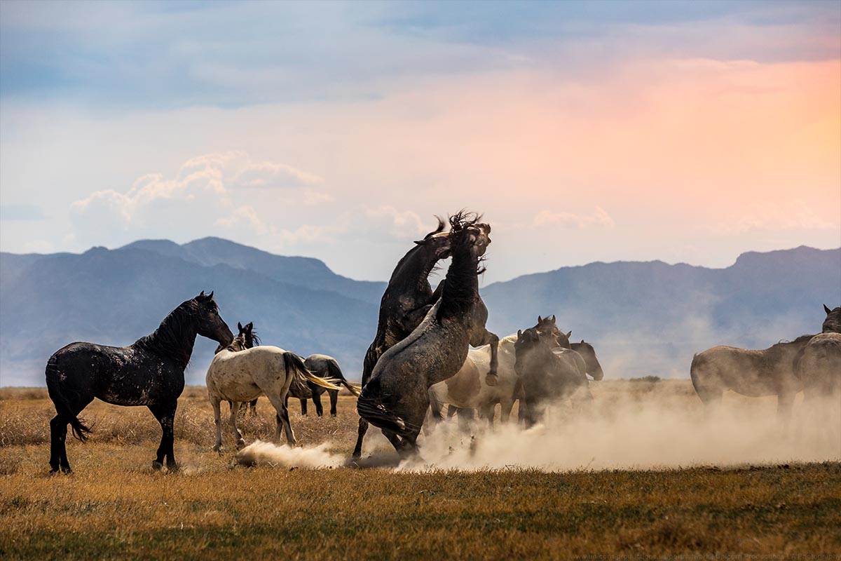 Wild mustang photograph 12