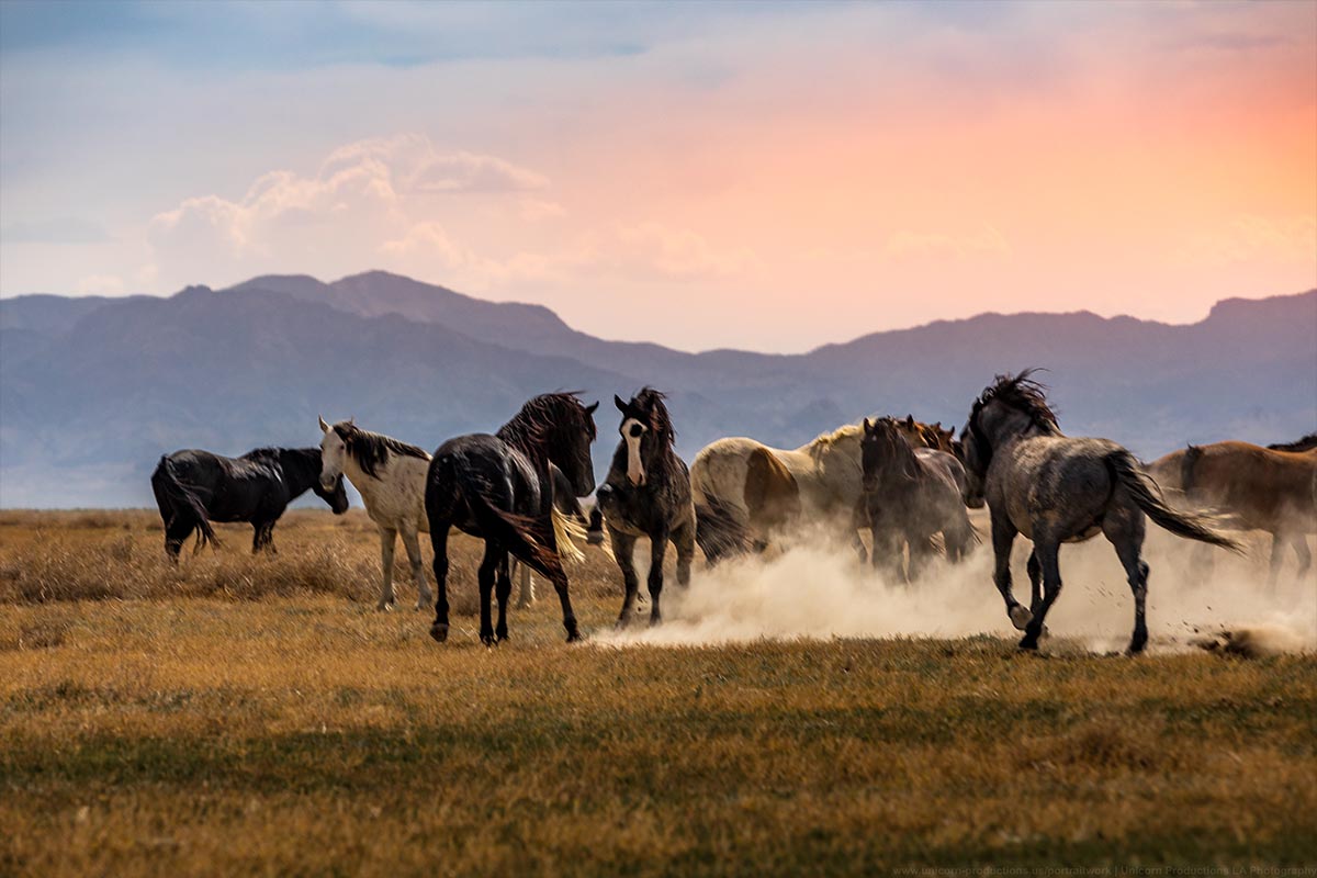 Wild mustang photograph 13