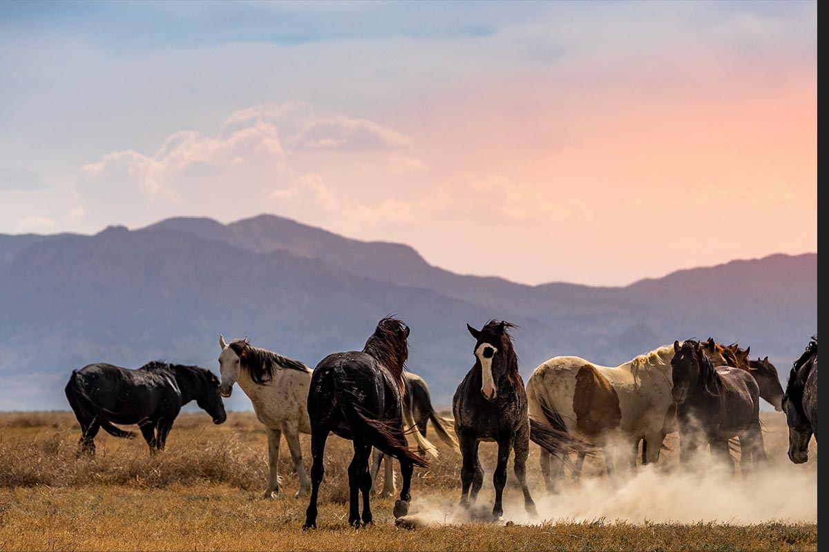 Wild mustang photograph 14