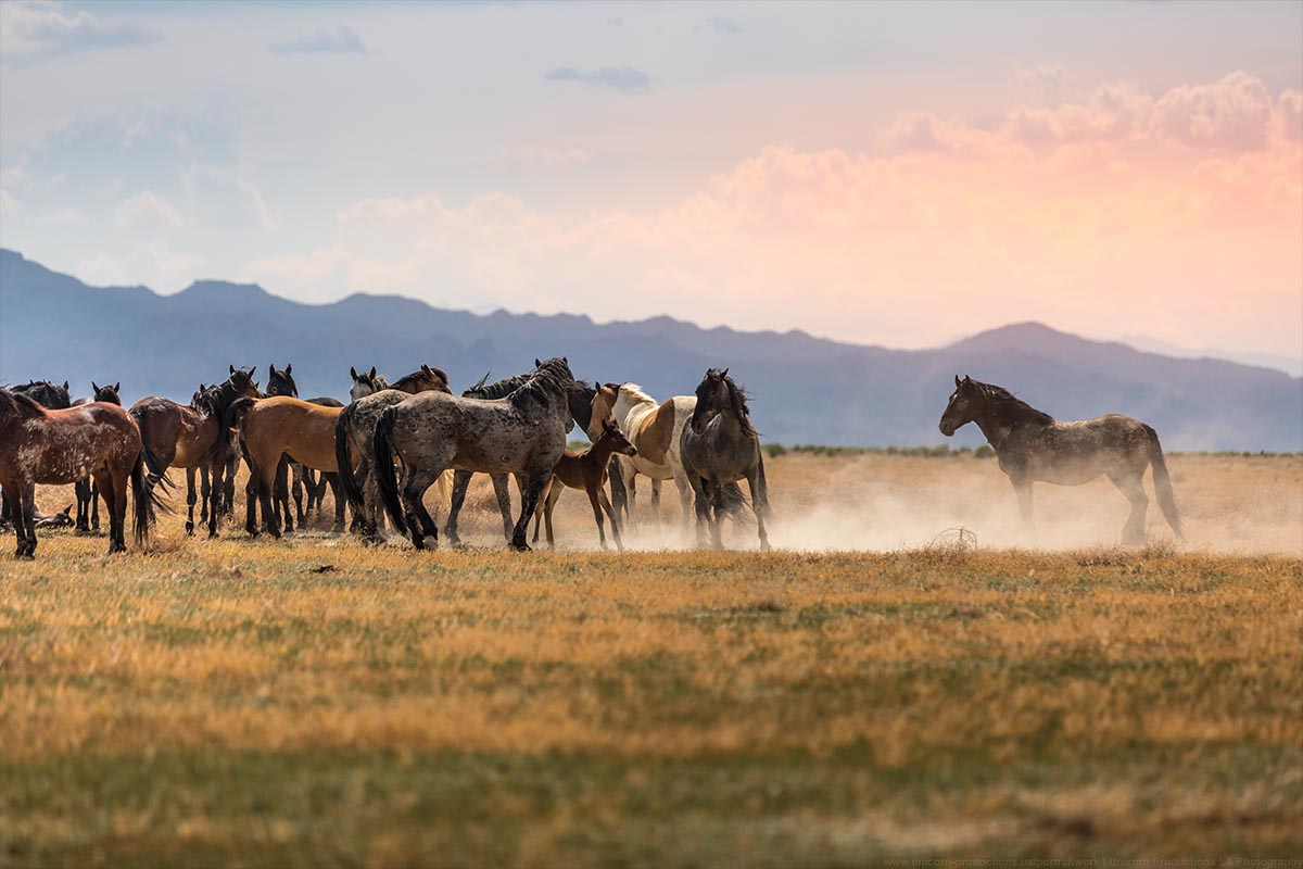 Wild mustang photograph 15