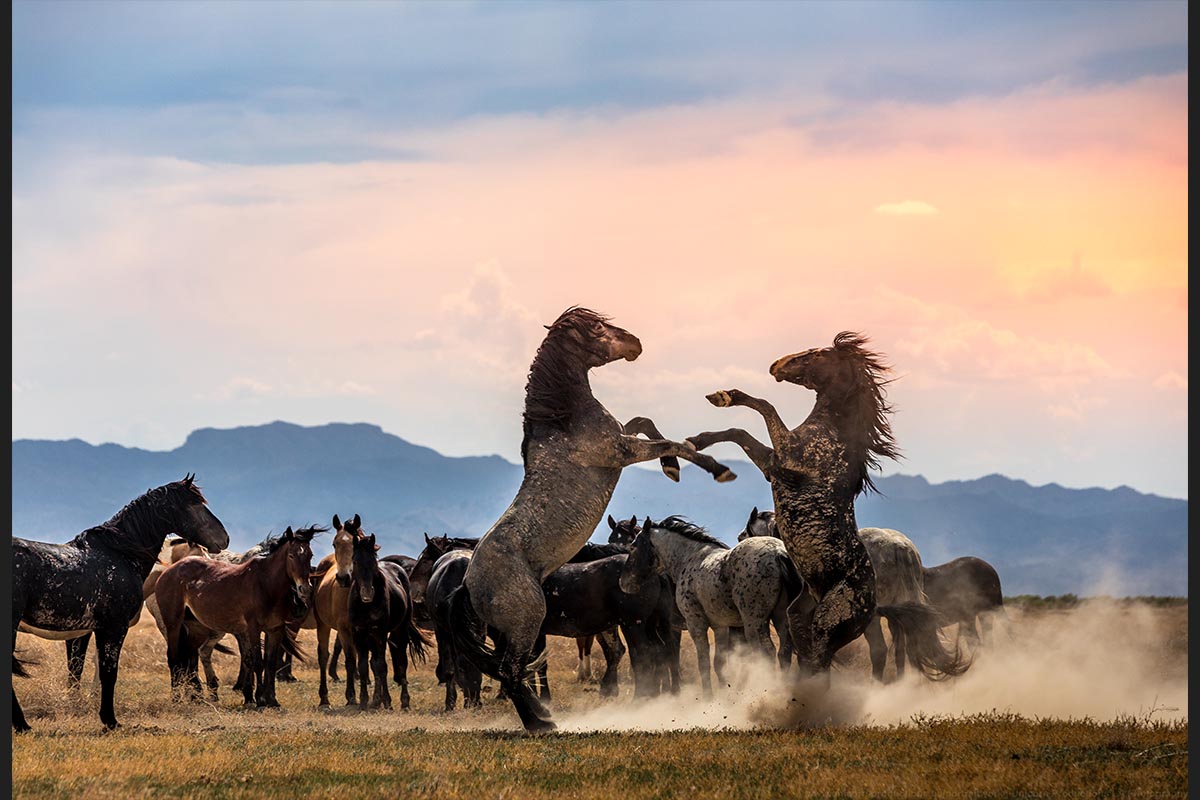 Wild mustang photograph 17