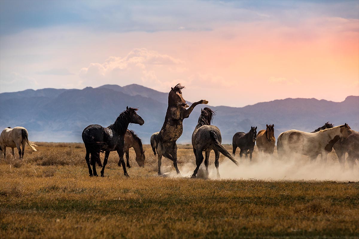Wild mustang photograph 18