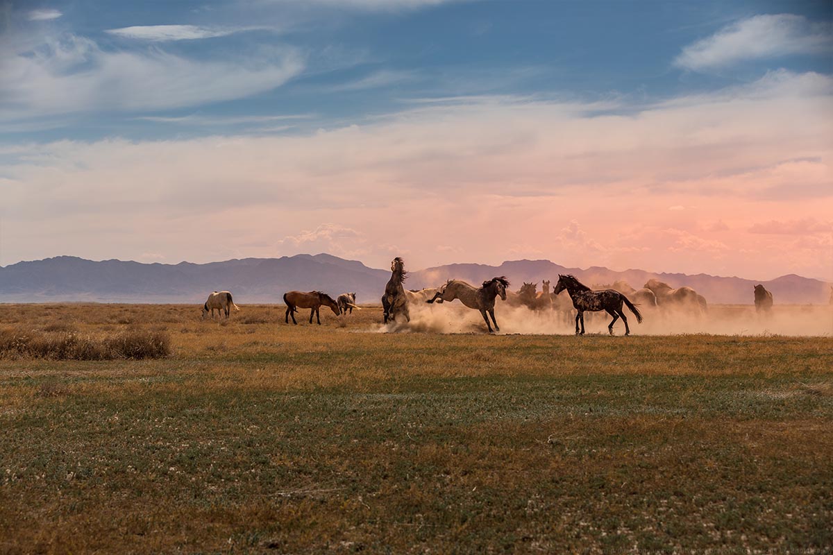 Wild mustang photograph 19