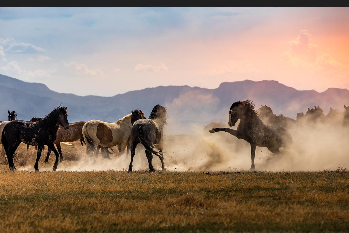 Wild mustang photograph 20