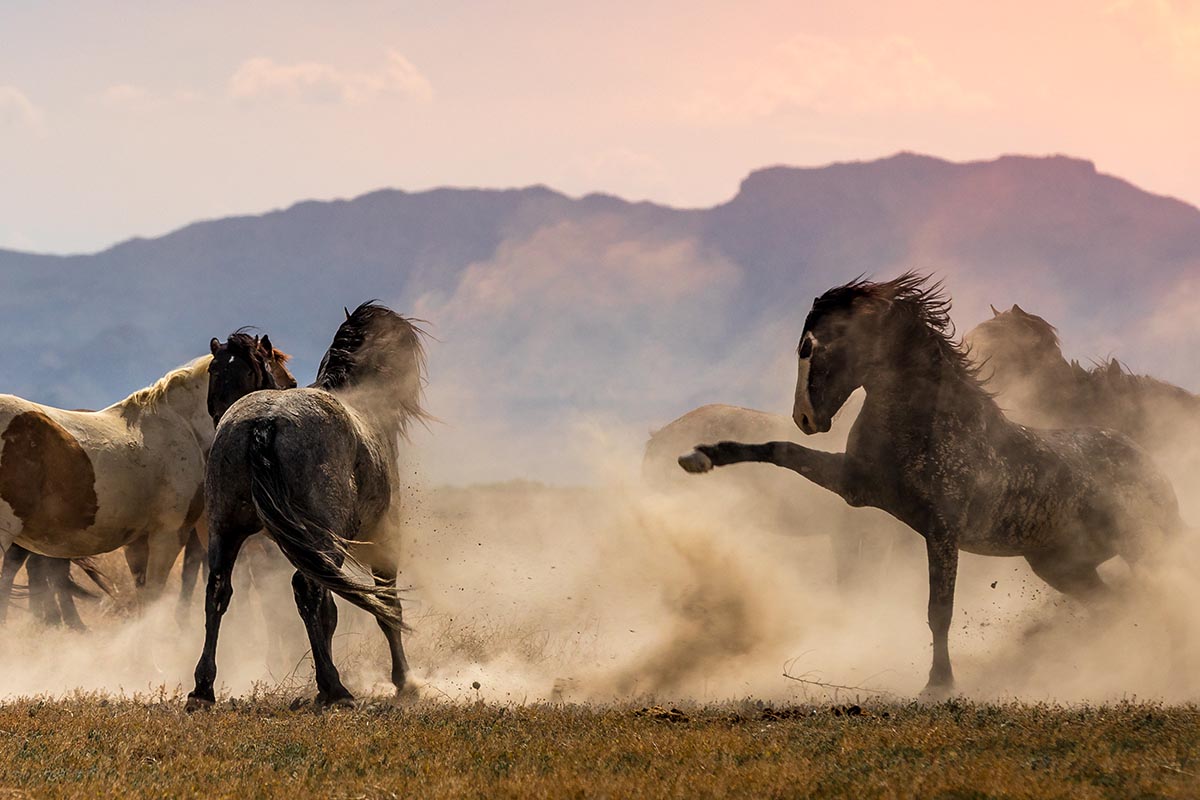 Wild mustang photograph 21