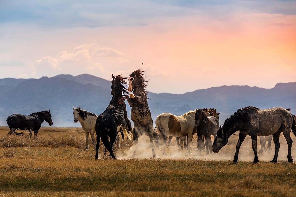 Wild mustang photograph 22