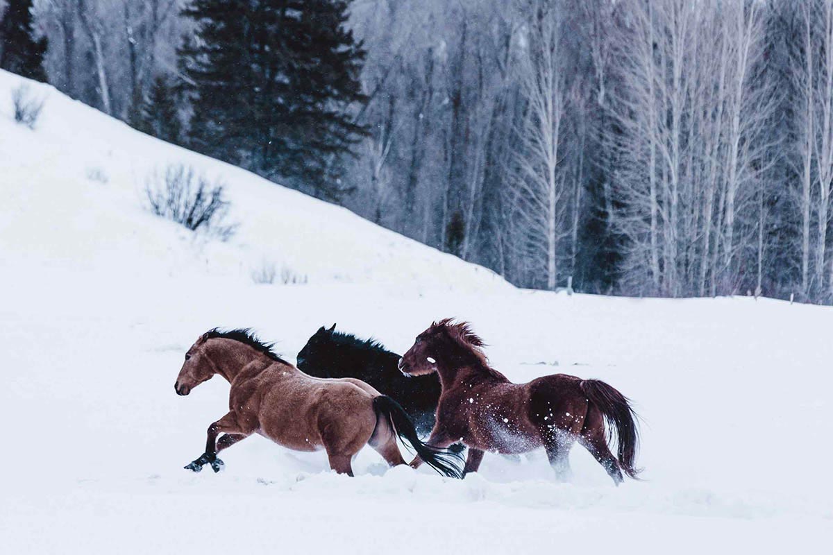 Wild mustang photograph 23