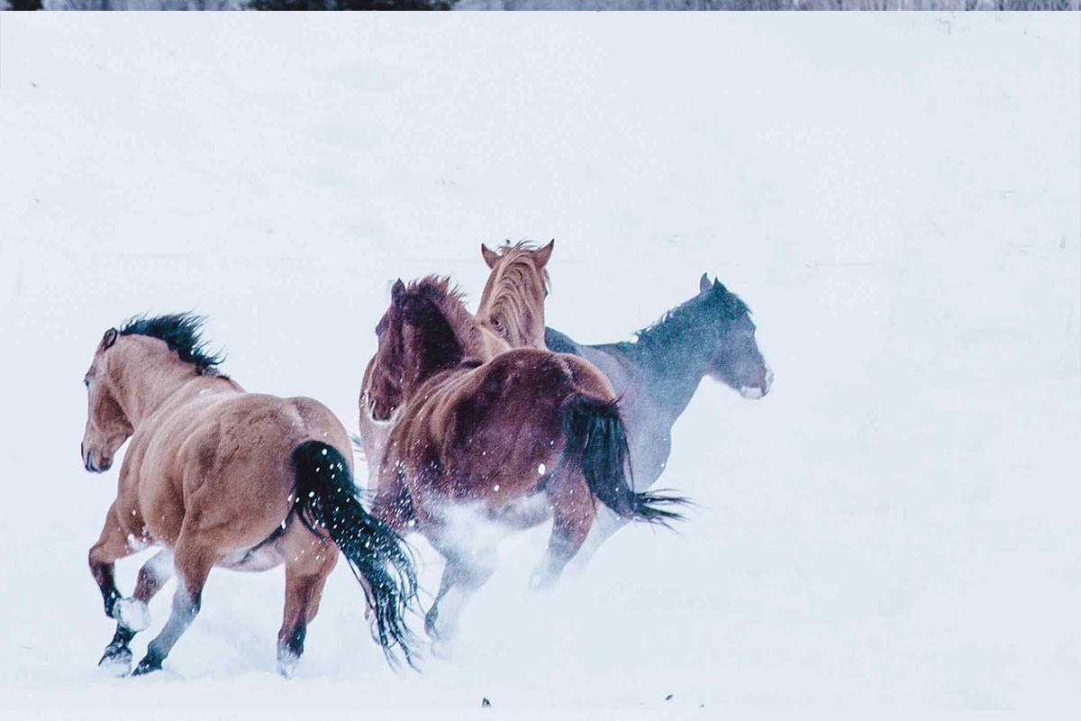 Wild mustang photograph 24