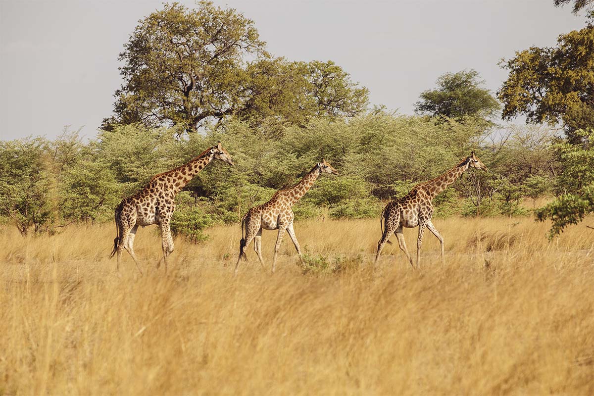 Africa hospitality wildlife and field photography